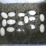 eggs incubated in foam box