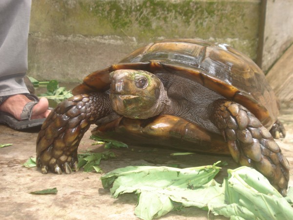 Asian forest tortoises