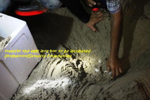 Rescue of Painted Terrapin Eggs is Continued