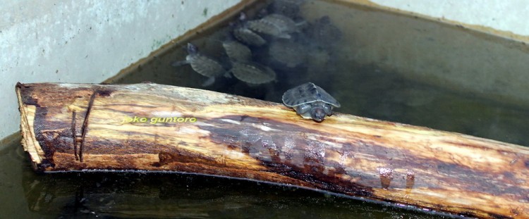Eighty One Hatchlings of Painted Terrapin Produced