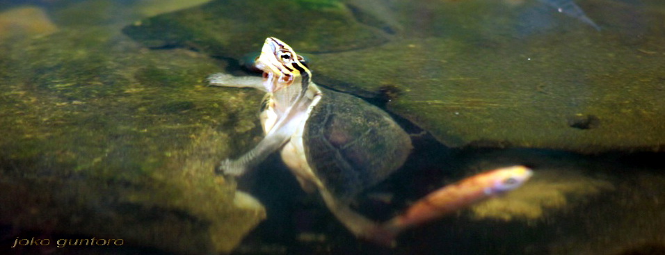 Asian box turtle (Cuora amboinensis)