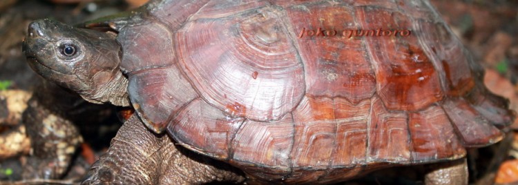 Spiny turtle (Heosemys spinosa)