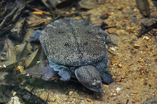 Asiatic softshell turtle