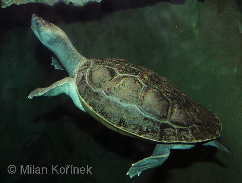 Southern river terrapin