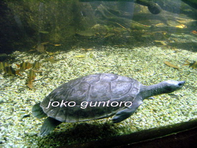 How to care turtles