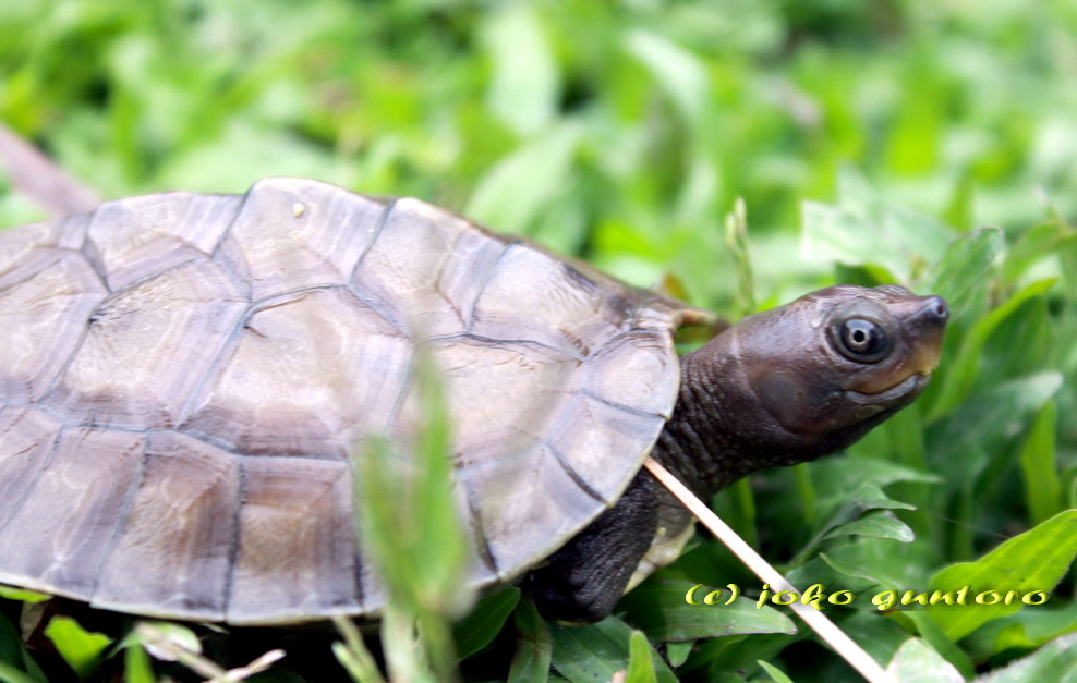 The Growth of Painted Terrapin Hatchling Looks Promising