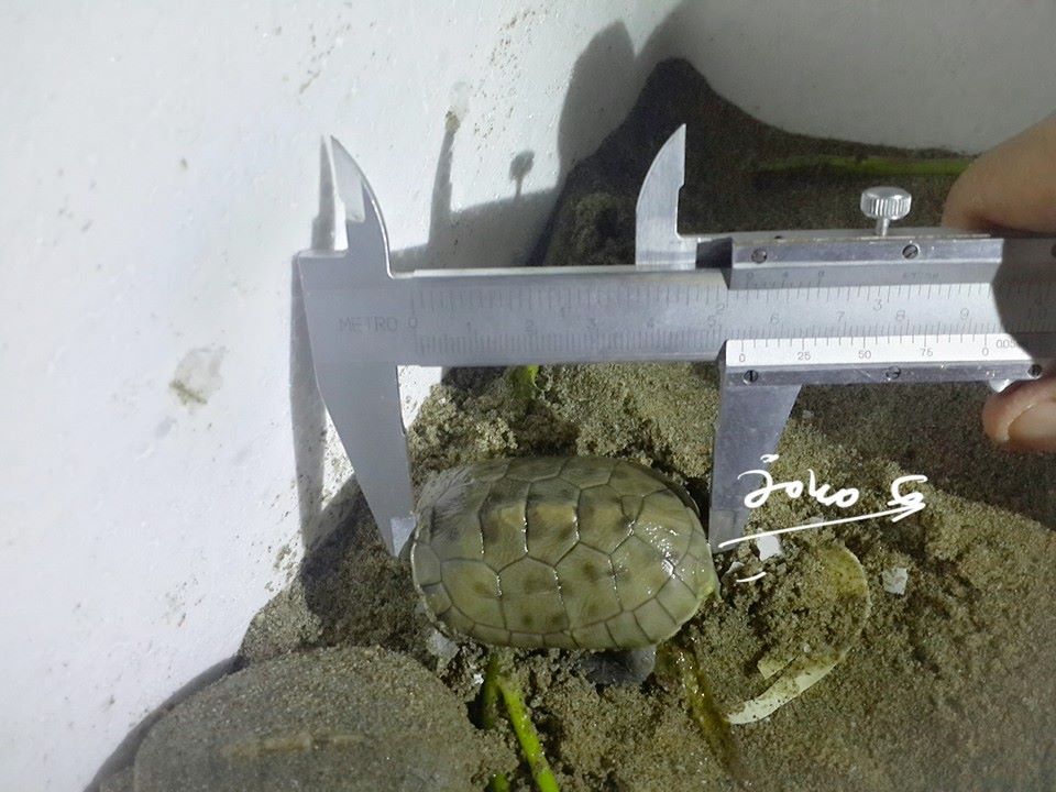 The First Hatchling of Nesting Season Year 2013