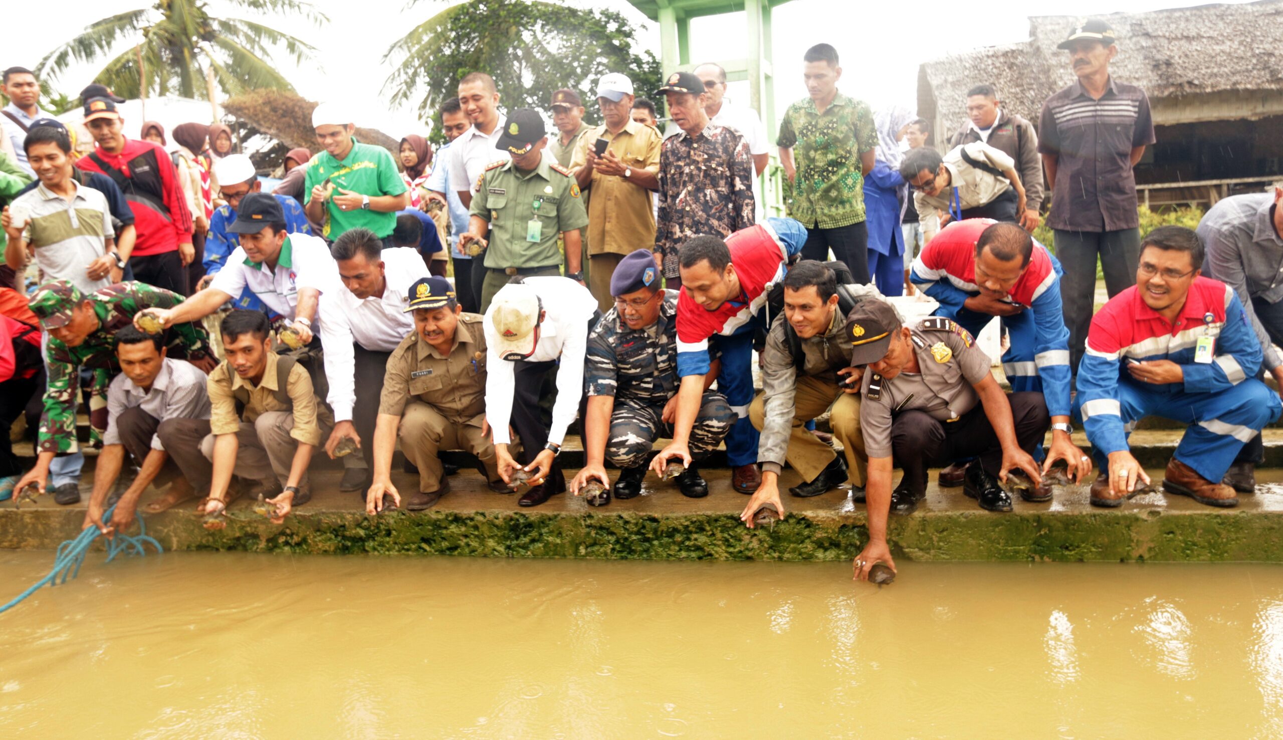 Fifty Hatchlings of Painted Batagur Released Back Into River