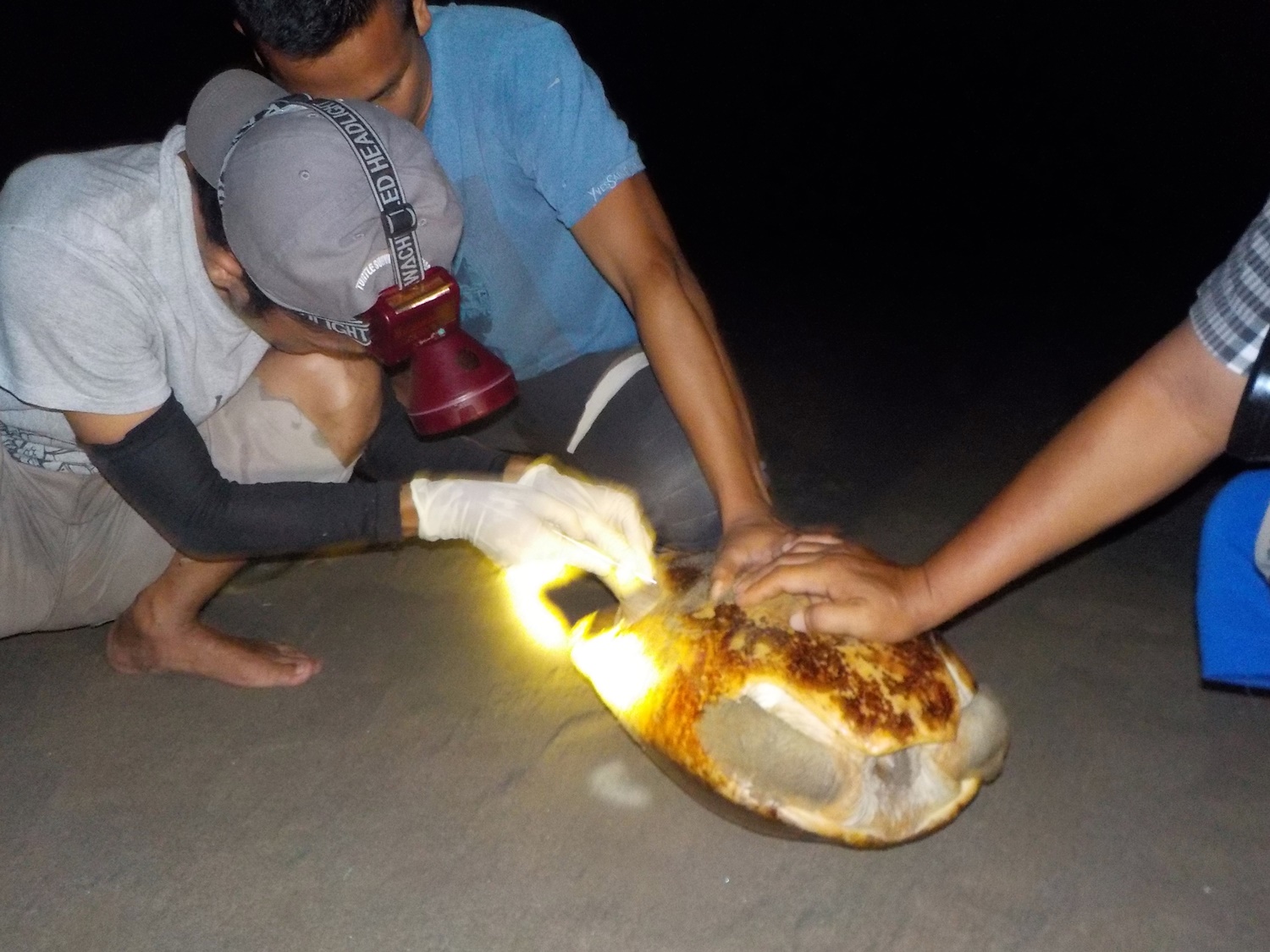 tagging painted terrapin