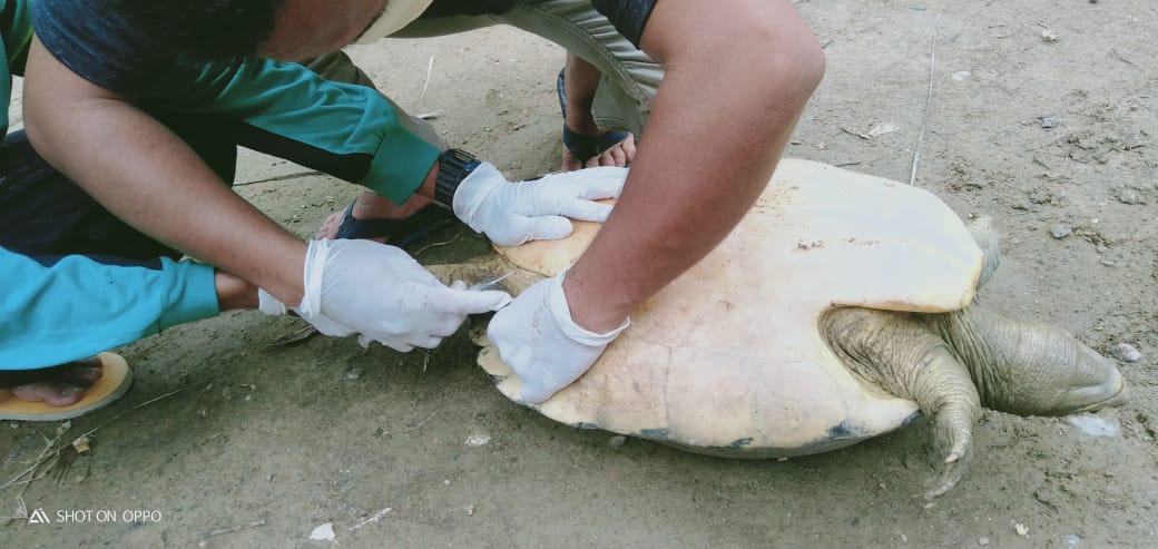 A Female of Painted Terrapin Stuck in a Blocked Ditch is Rescued
