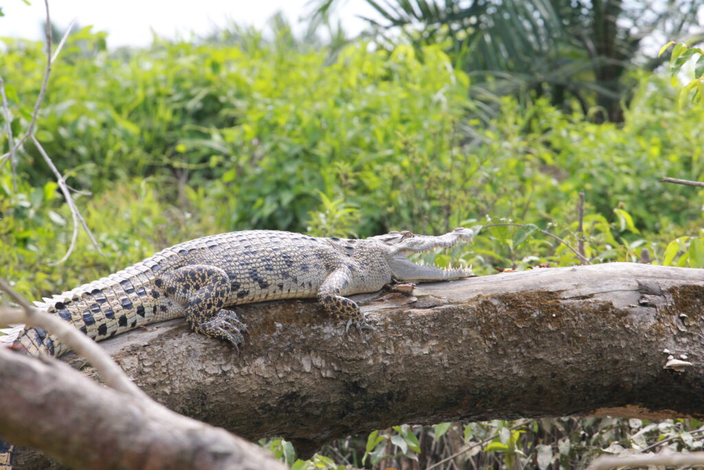 estuary crocodile