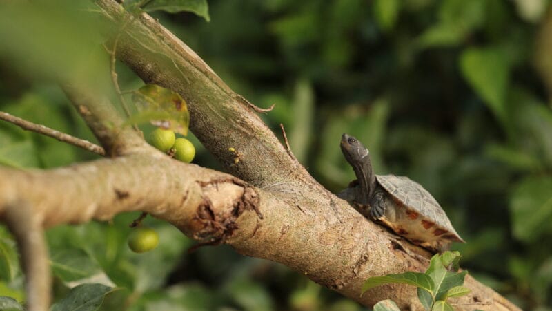 Conservation of Painted Terrapin in Aceh Tamiang Indicates Population Recovery