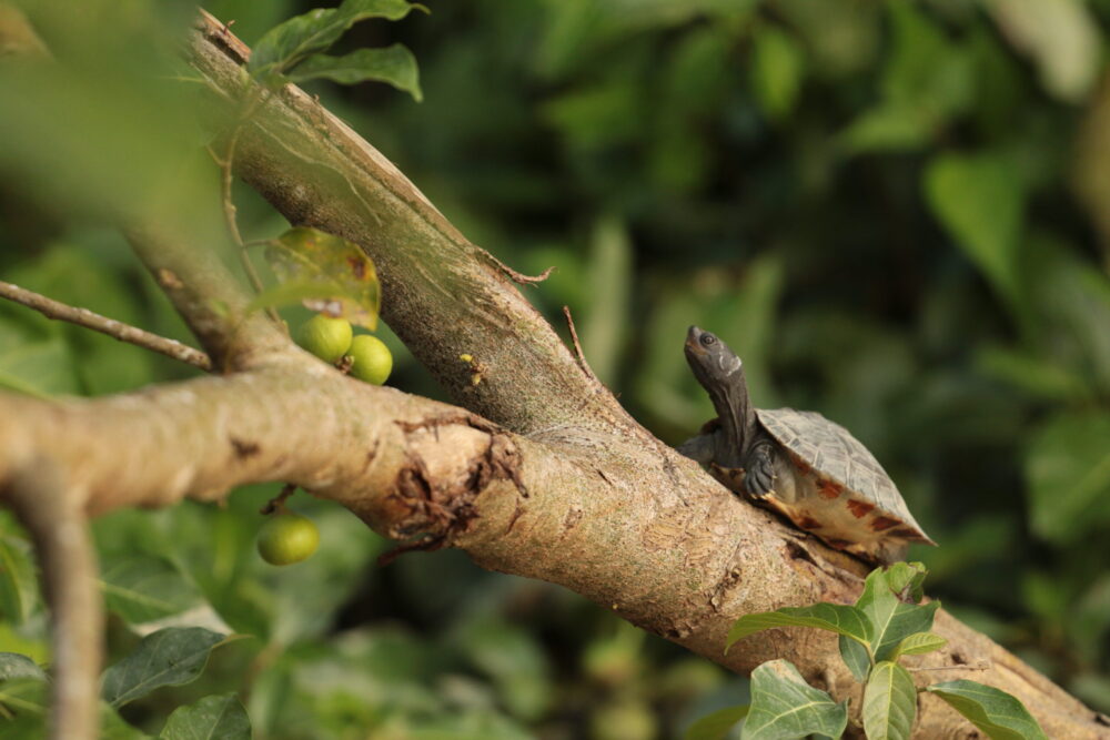 Conservation of Painted Terrapin in Aceh Tamiang Indicates Population Recovery