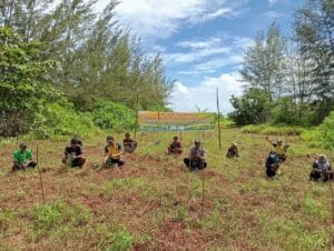 planting coastal pine