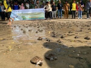 painted terrapin releasing